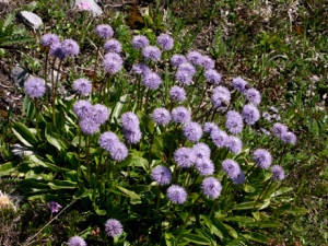 1712 (1-b) Schaft-Kugelblume